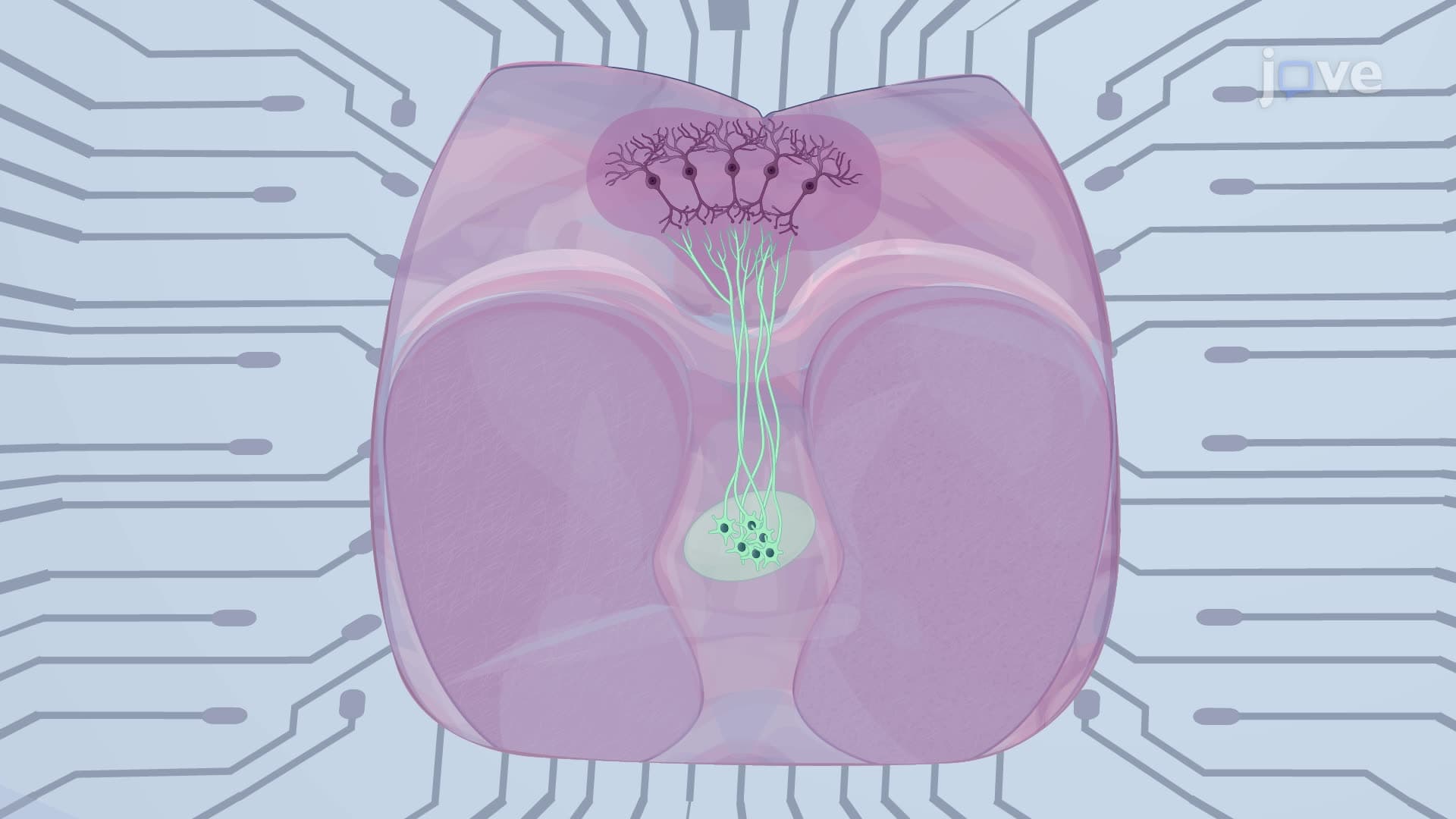 Impact of Direct Current Stimulation on Evoked Epileptic Seizures in Mouse Brain Slices