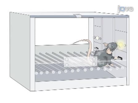 Operant Sensation Seeking in the Mouse