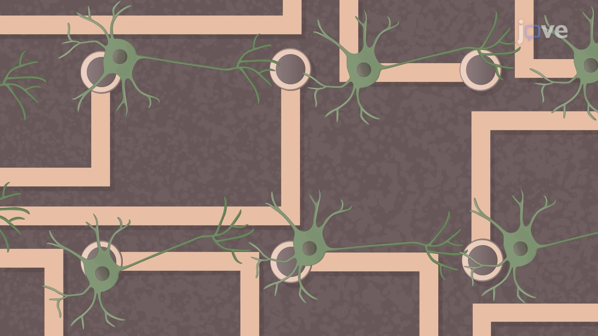 Assessing the Effects of Toxins on Chick Embryo Neural Network Development Using Multielectrode Arrays