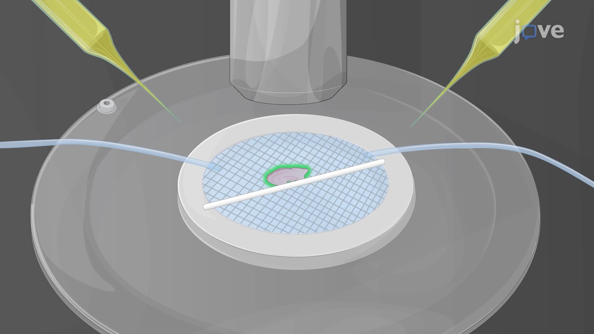 In Vitro Recording of Theta Oscillations in the Mouse Hippocampus