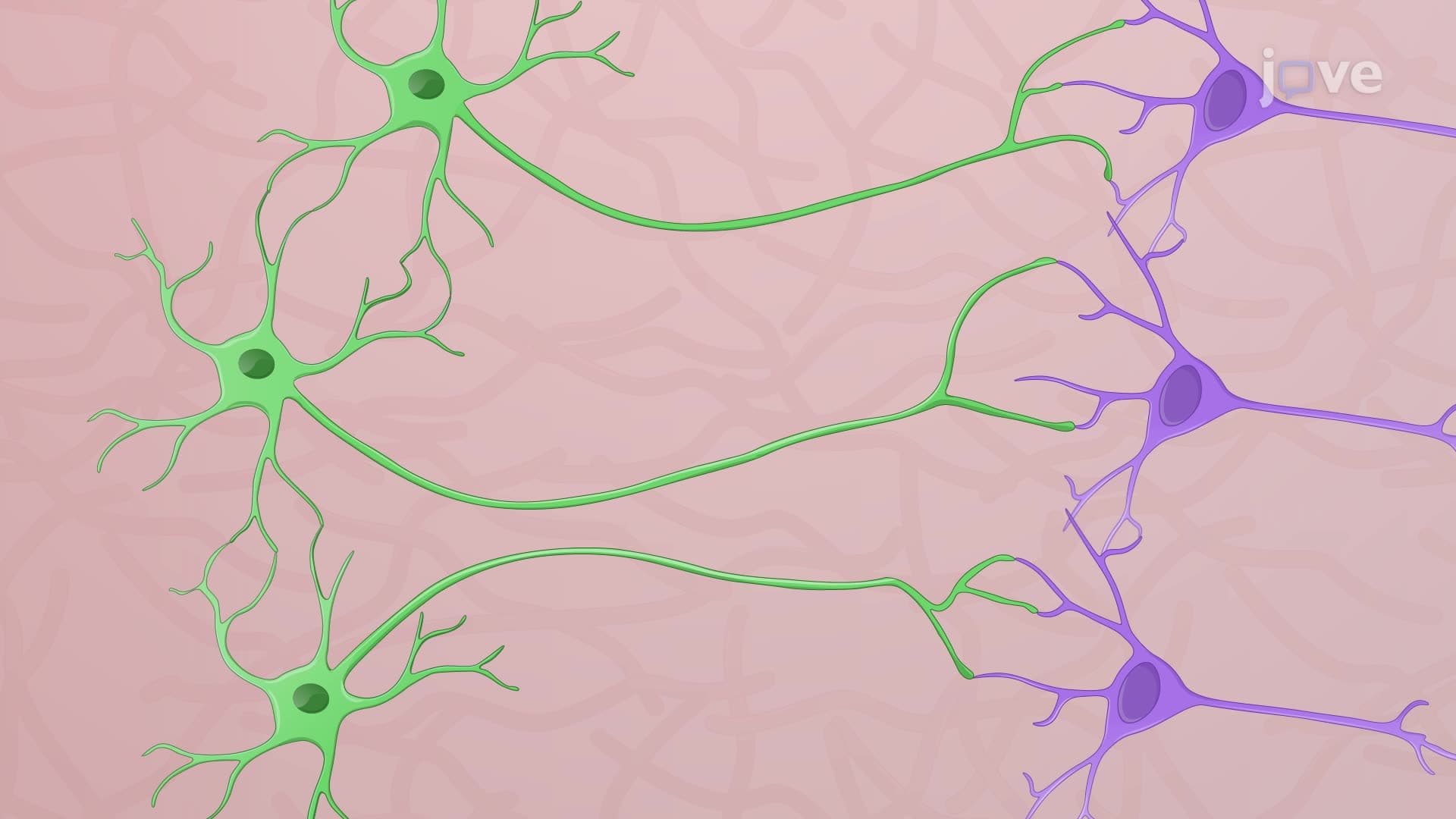Optogenetic Control of Hippocampal Network Dynamics