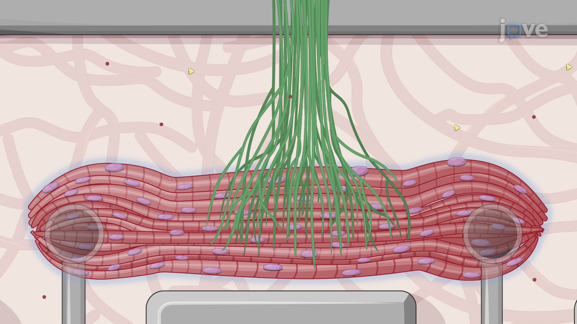 Assessing a Functional Neuromuscular Junction Via Simultaneous Optical Stimulation and Video Recording