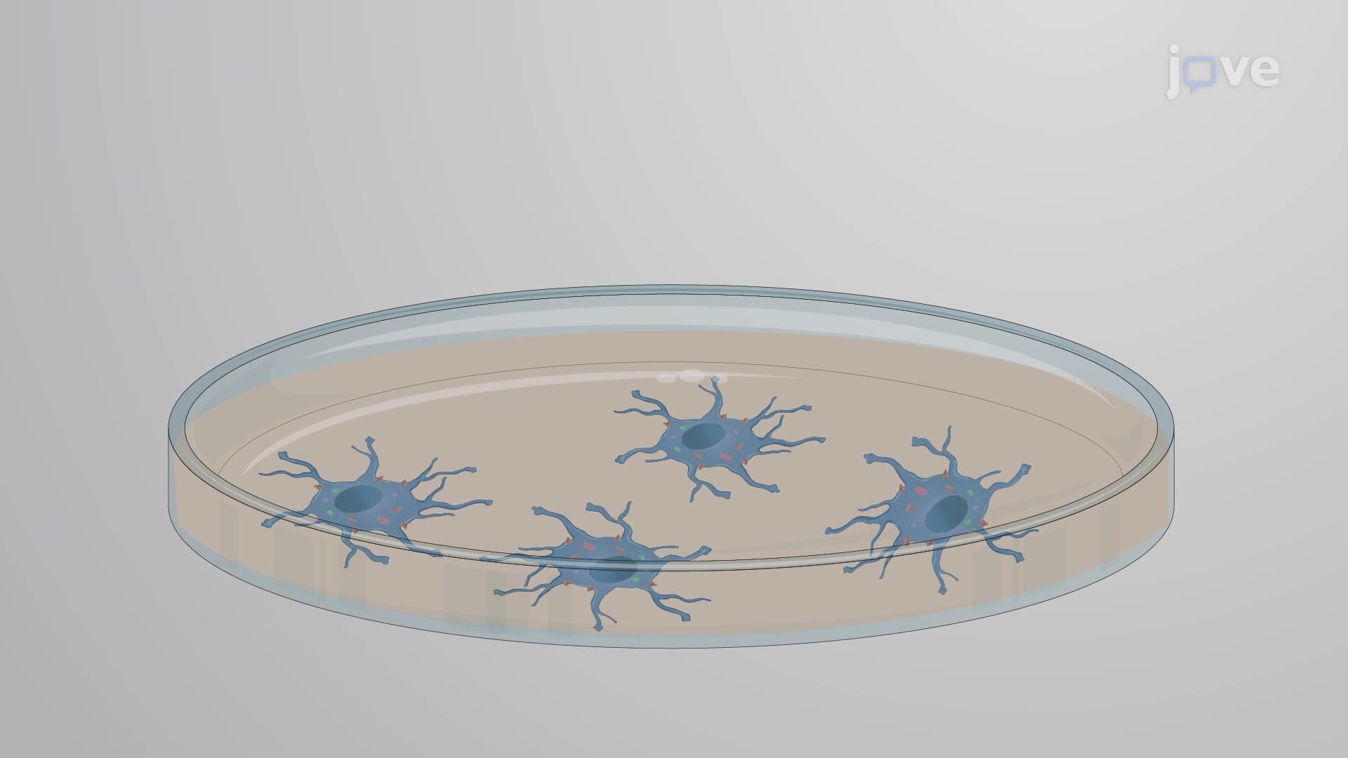 Isolation of Cell-Surface and Intracellular Proteins from an Astrocyte Culture