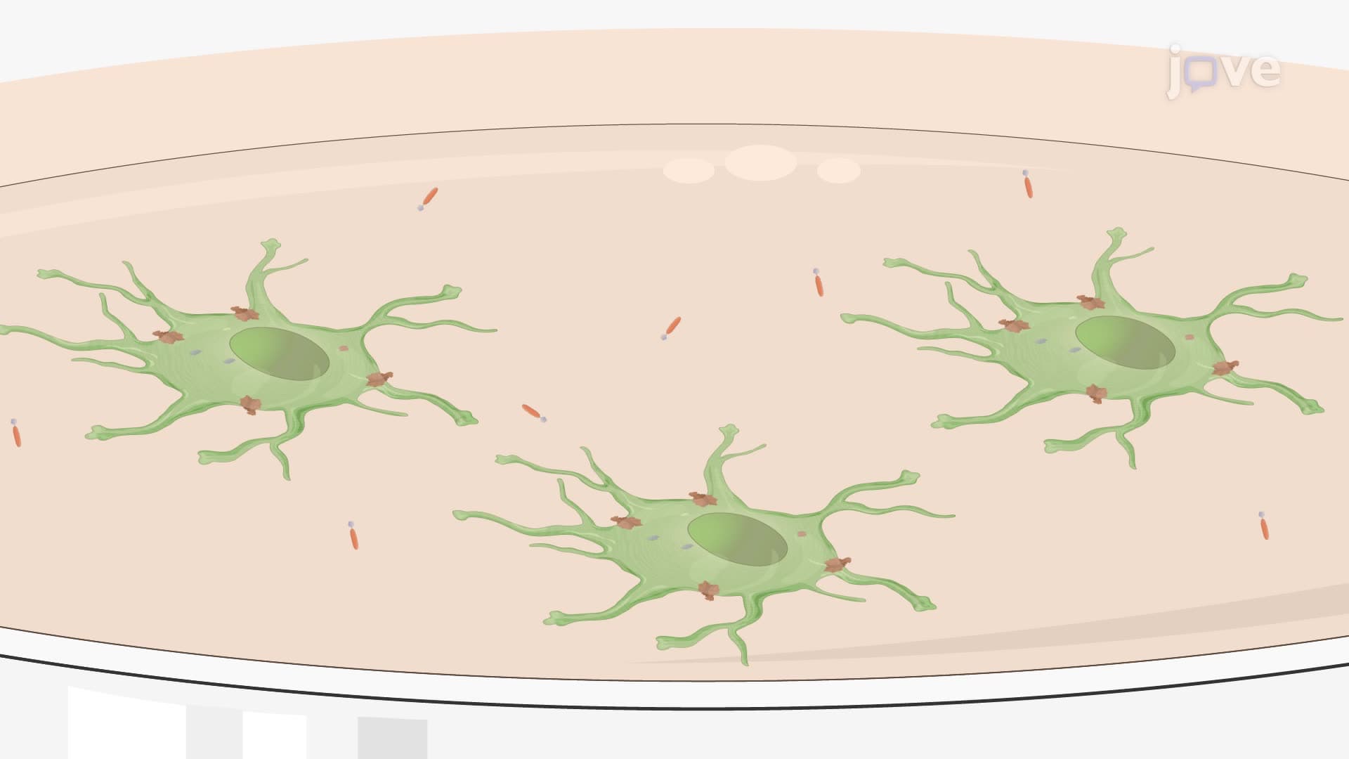 Assessing the Internalization of Target Surface Proteins Using a Biotin Derivative