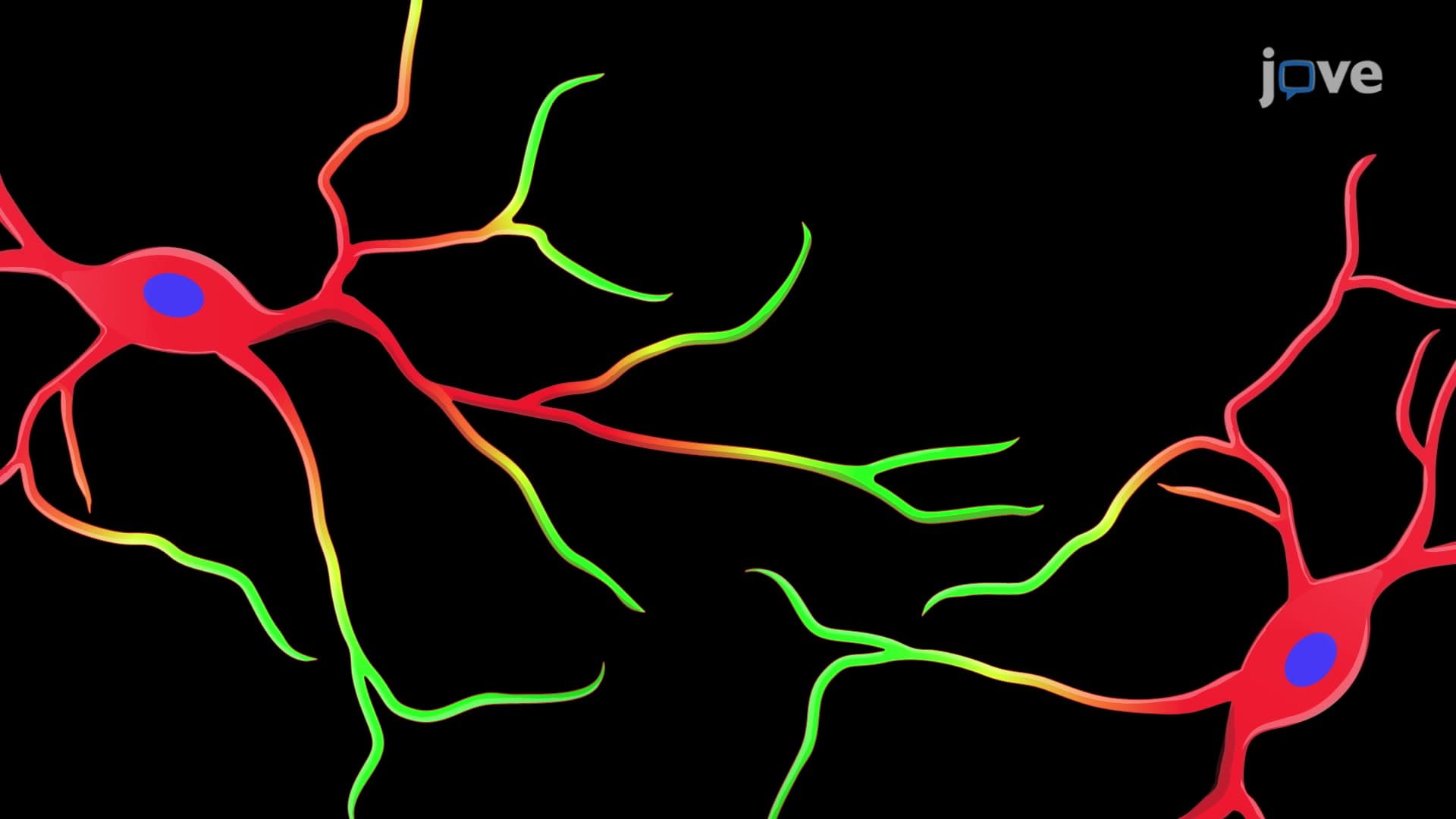 Quantification of Filamentous Actin Puncta in Rat Cortical Neurons