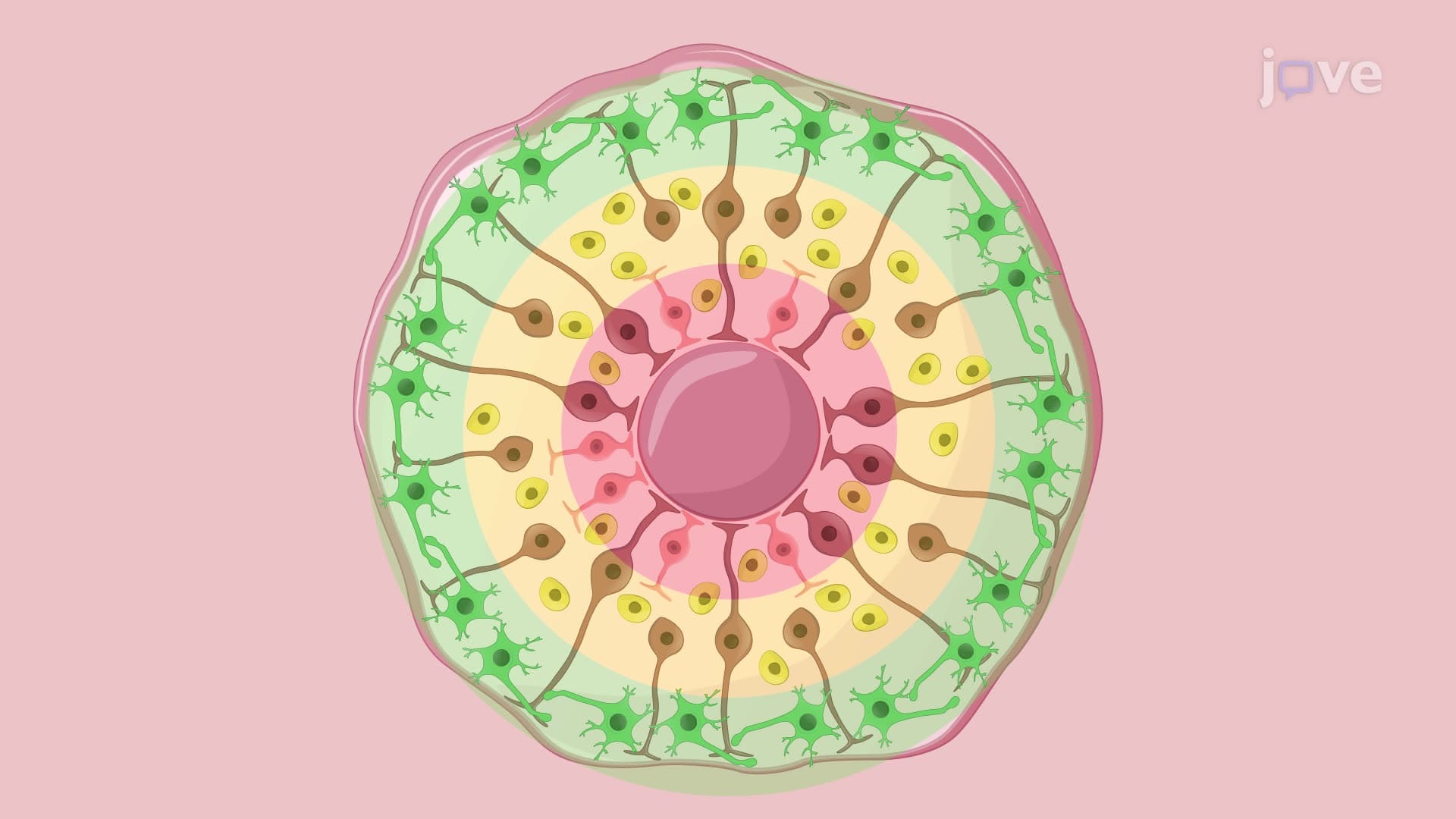 Developing an In Vitro Model of Zika Virus Infection in Cerebral Organoids