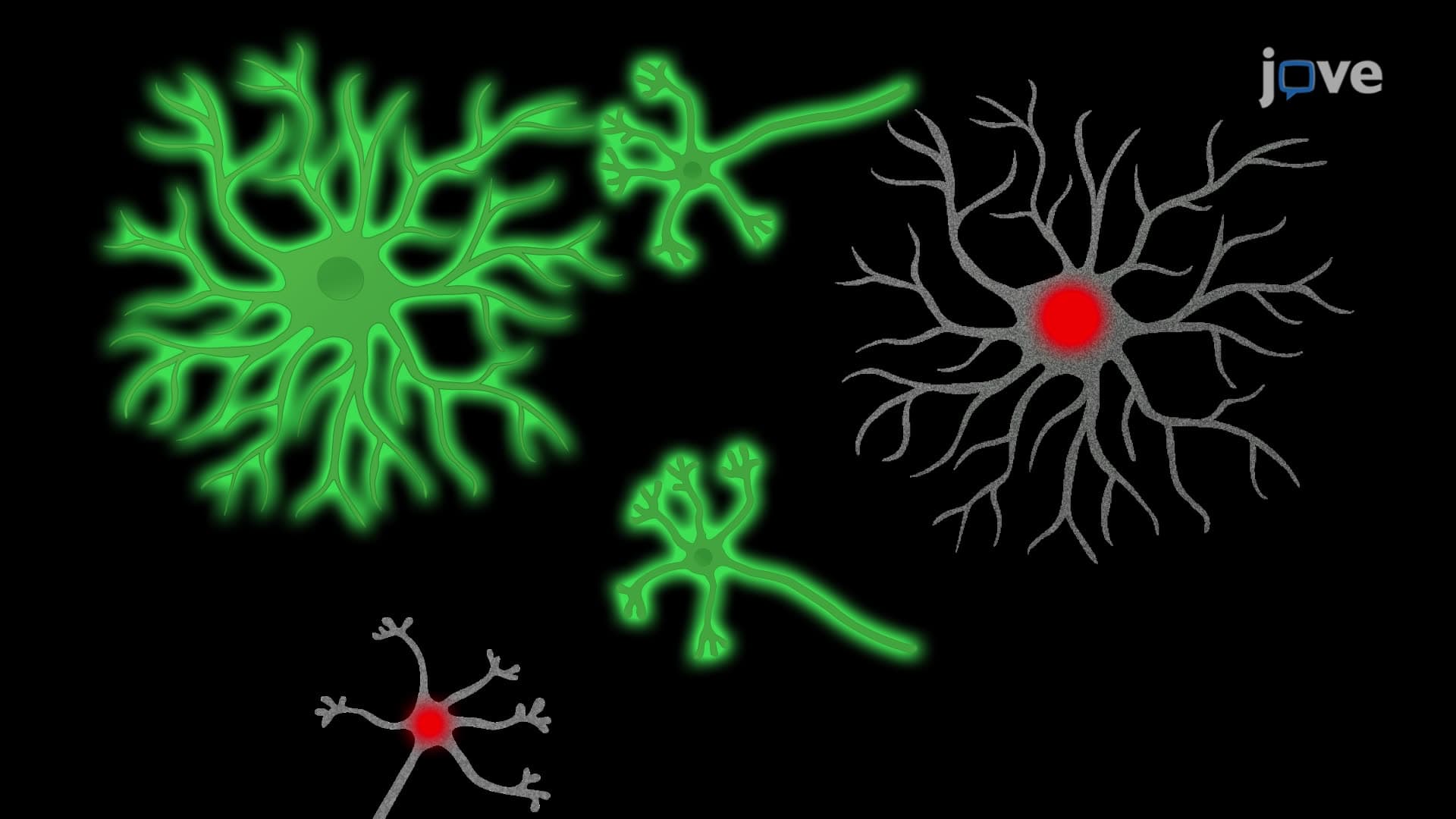 Assessing Neuronal Viability in a Cerebellar Neuron Culture via Double Staining