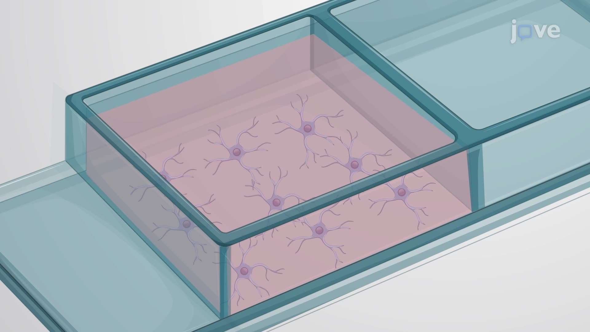Fluorescence-Based Monitoring of Mitochondrial Stress in Astrocytes