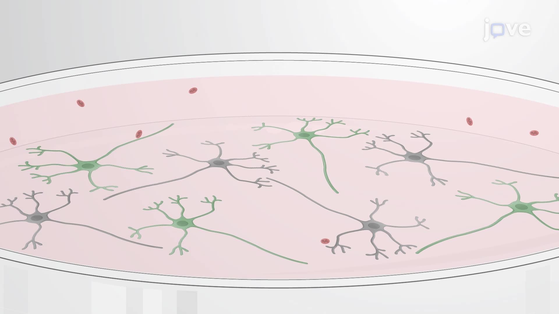Modeling Reactive Oxygen Species-Induced Neuronal Death in Mouse Cerebellar Granule Neurons
