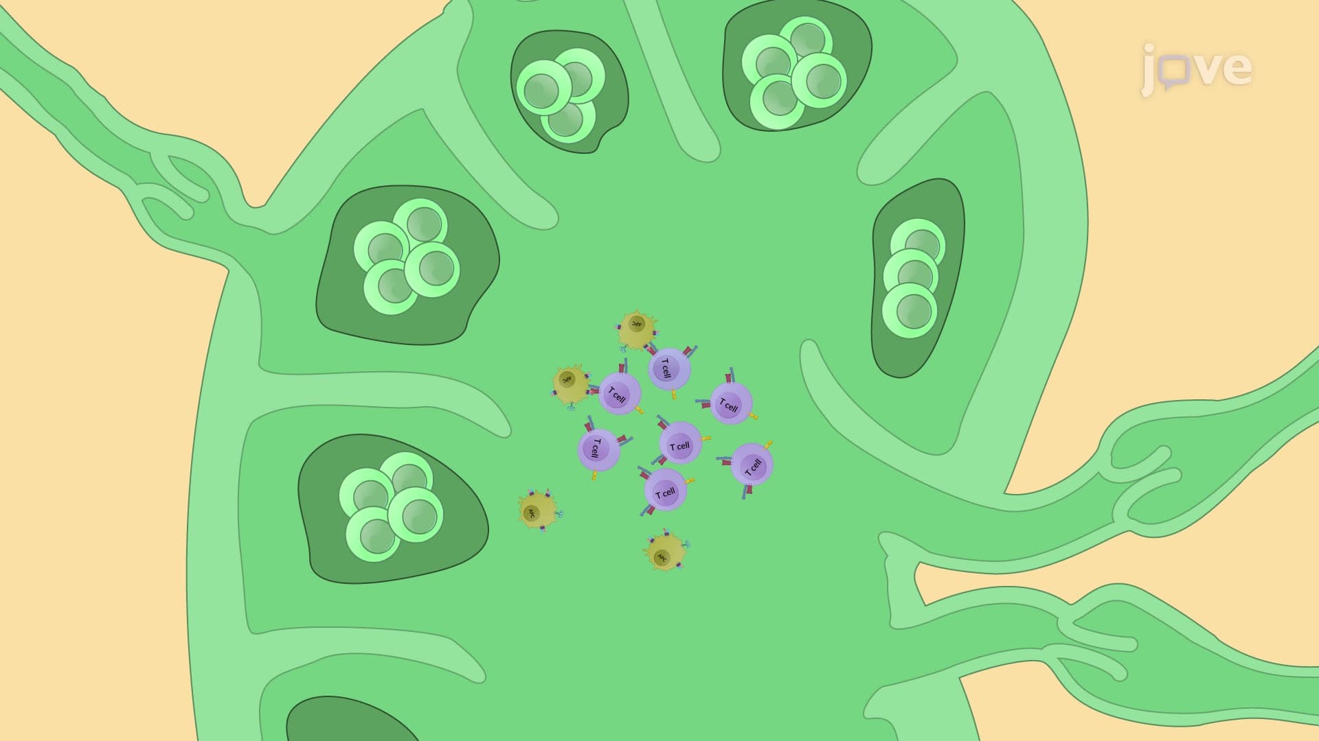 Generation of Experimental Autoimmune Encephalomyelitis in a Mouse Model
