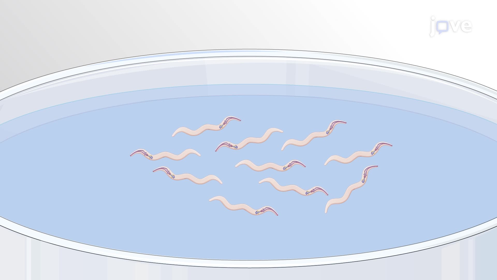 Studying the Effect of Pesticides on Caenorhabditis elegans Neurons