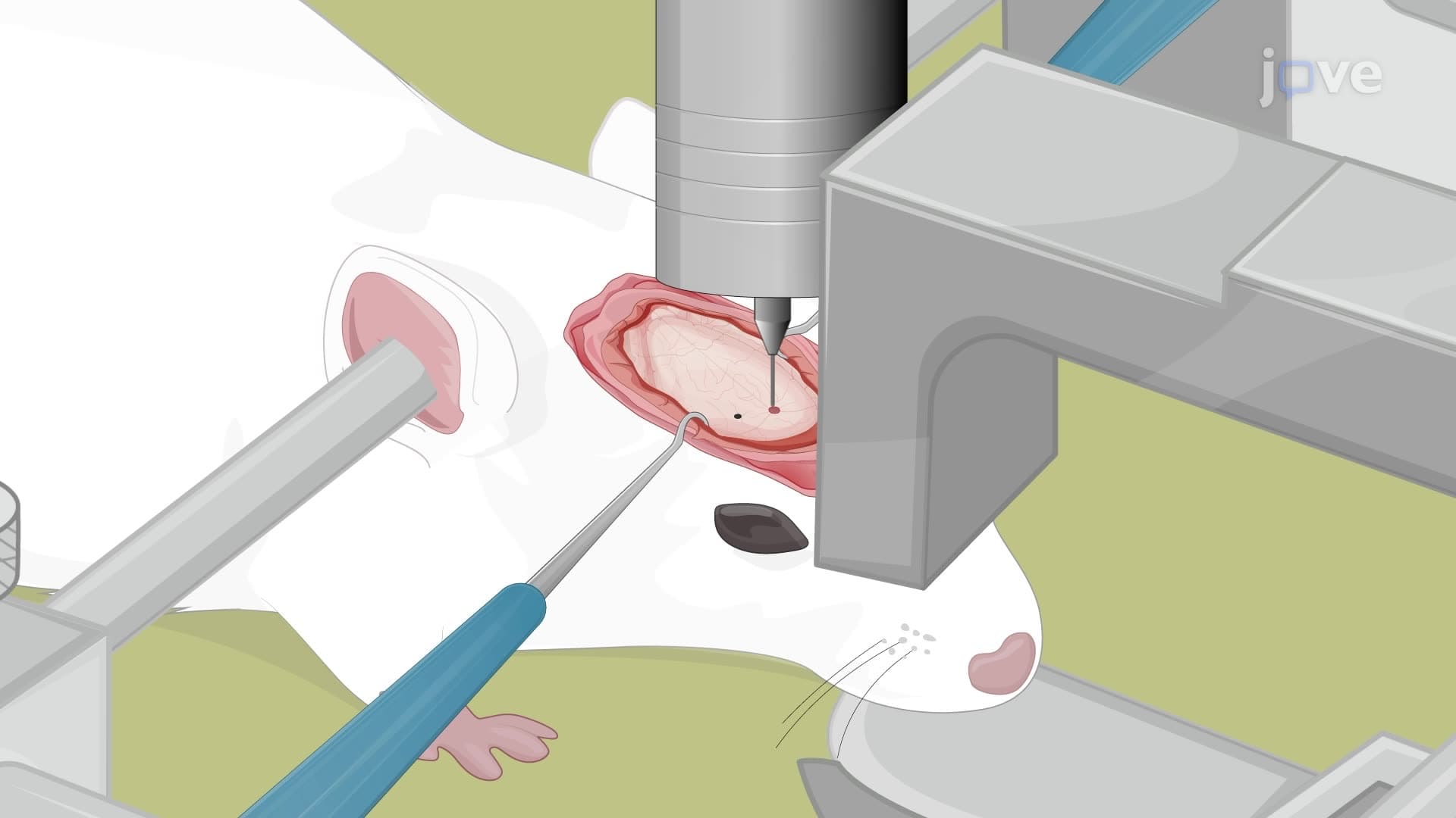 Establishing an Active HIV Infection in a Rat Model