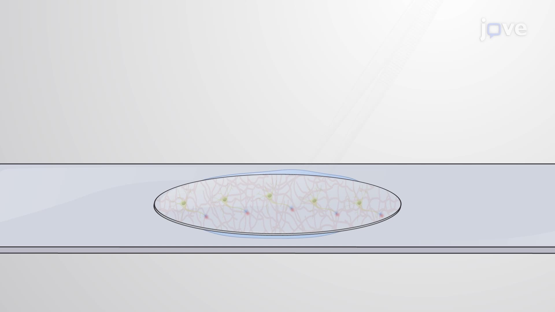 Preparing Cultured Neurons for Optical Analysis of Recycled Synaptic Vesicles
