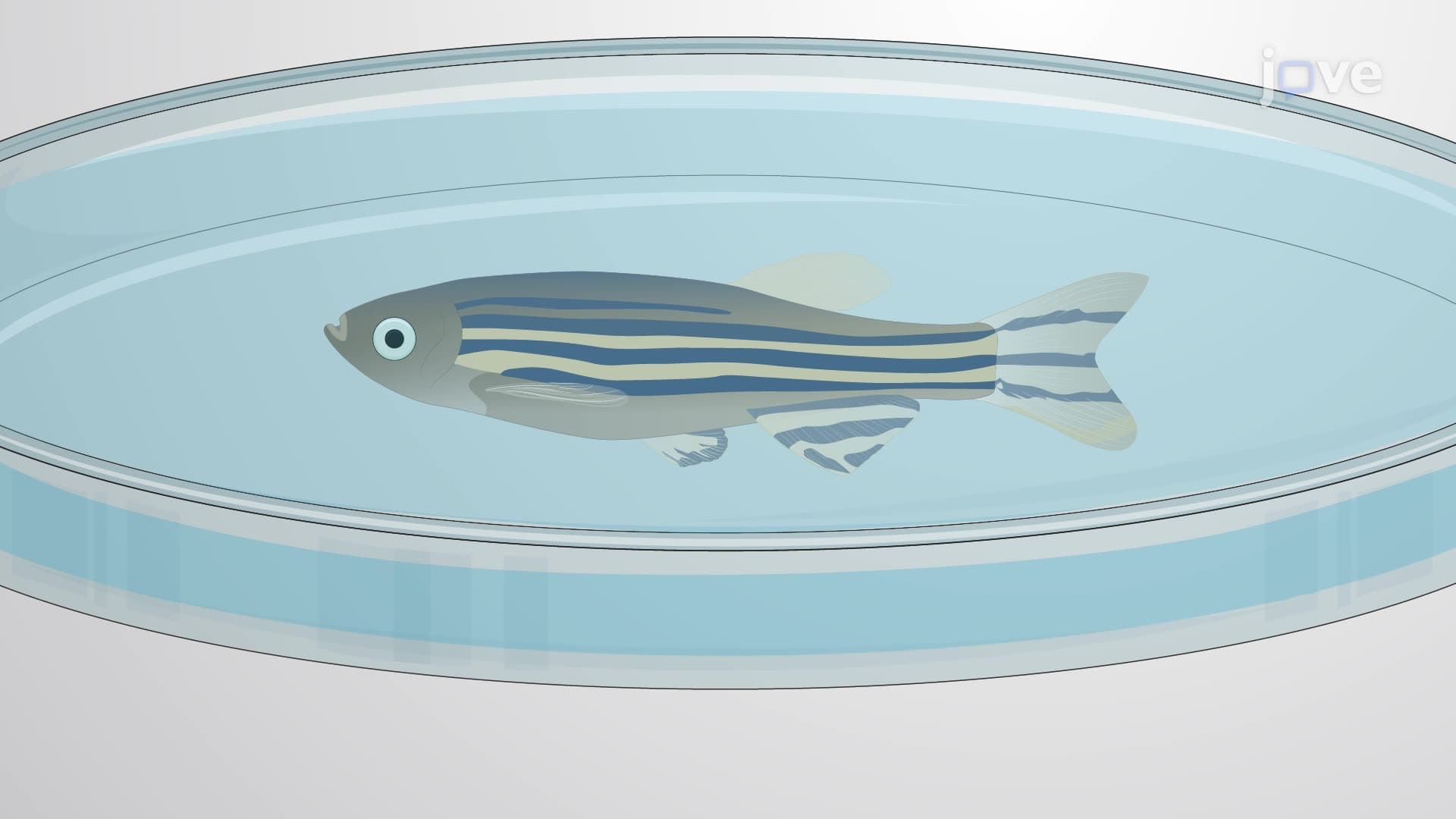 Modeling Retinal Degeneration and Regeneration in Zebrafish Using a Focal Laser Injury