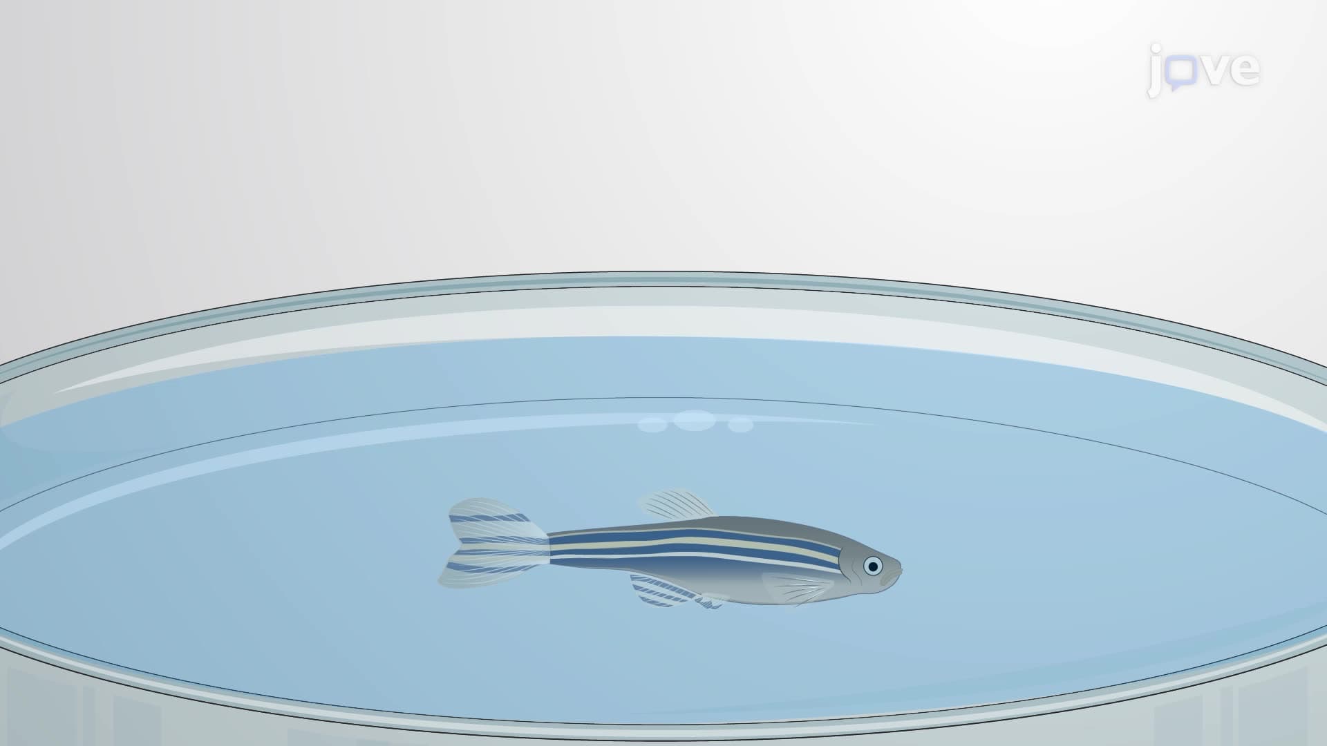 Establishing an Alzheimer's Disease Model in Zebrafish Brain Through Amyloid Peptide Injection