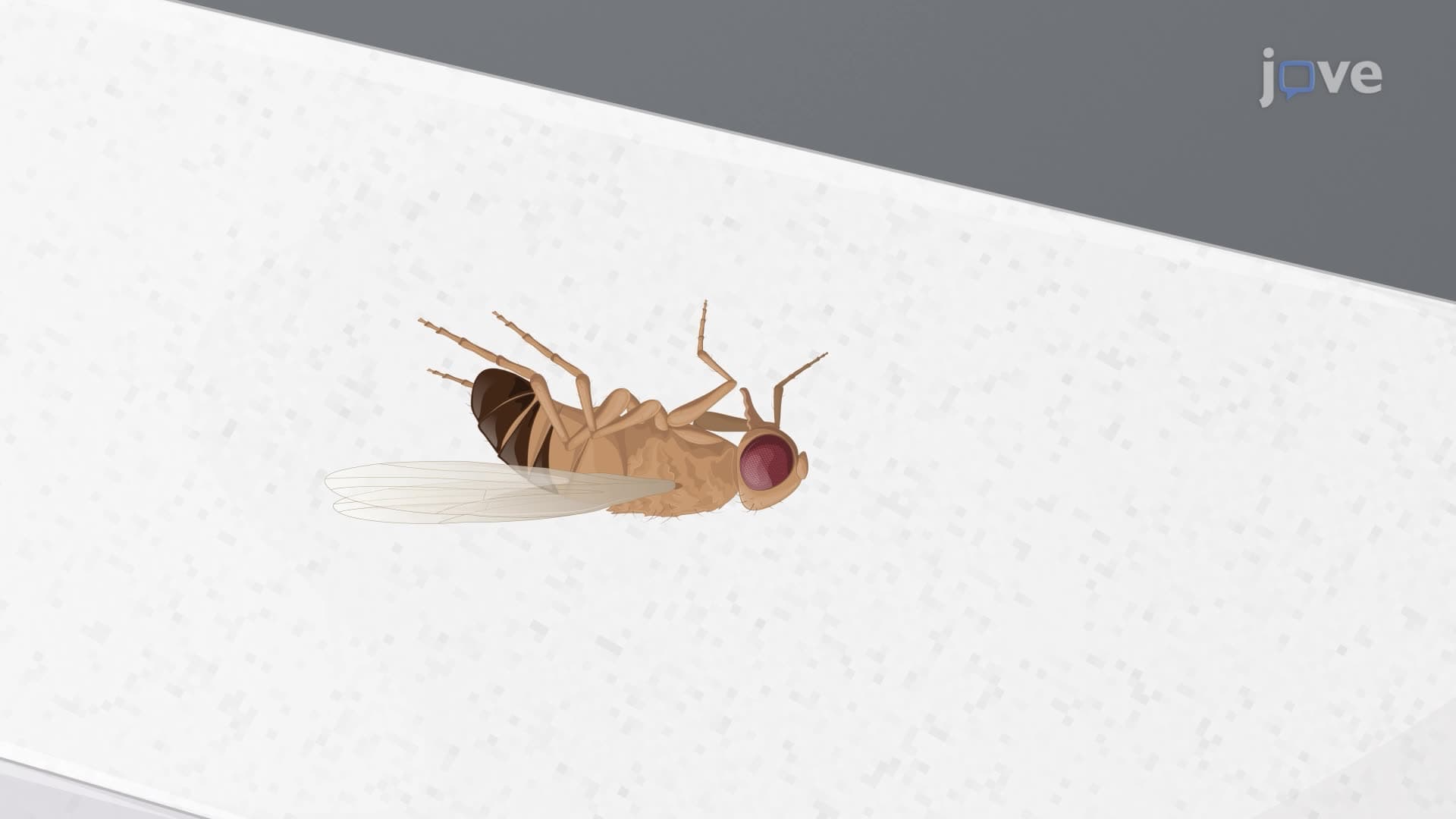 A Technique to Inflict Closed-Head Traumatic Brain Injury in Drosophila Flies