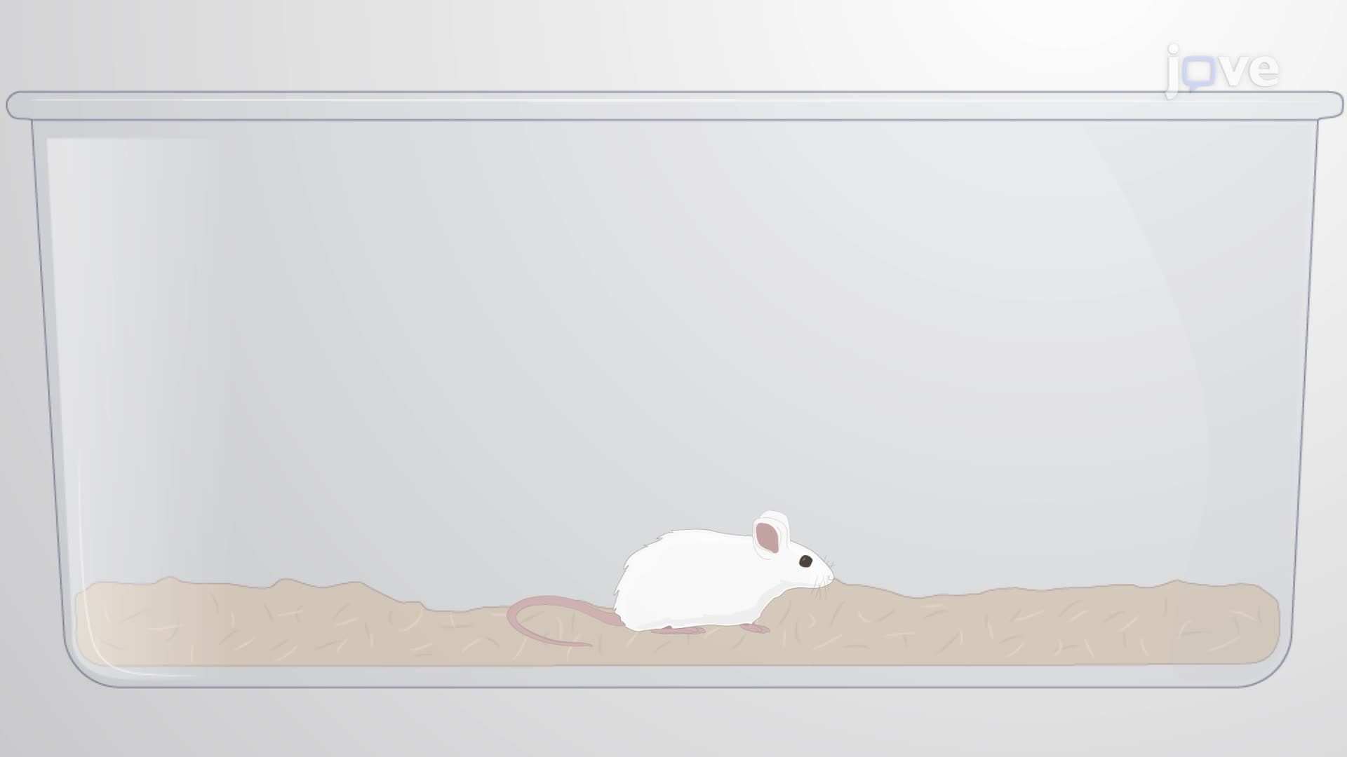 Establishing a Mouse Model of Neonatal Hypoxic-Ischemic Brain Injury