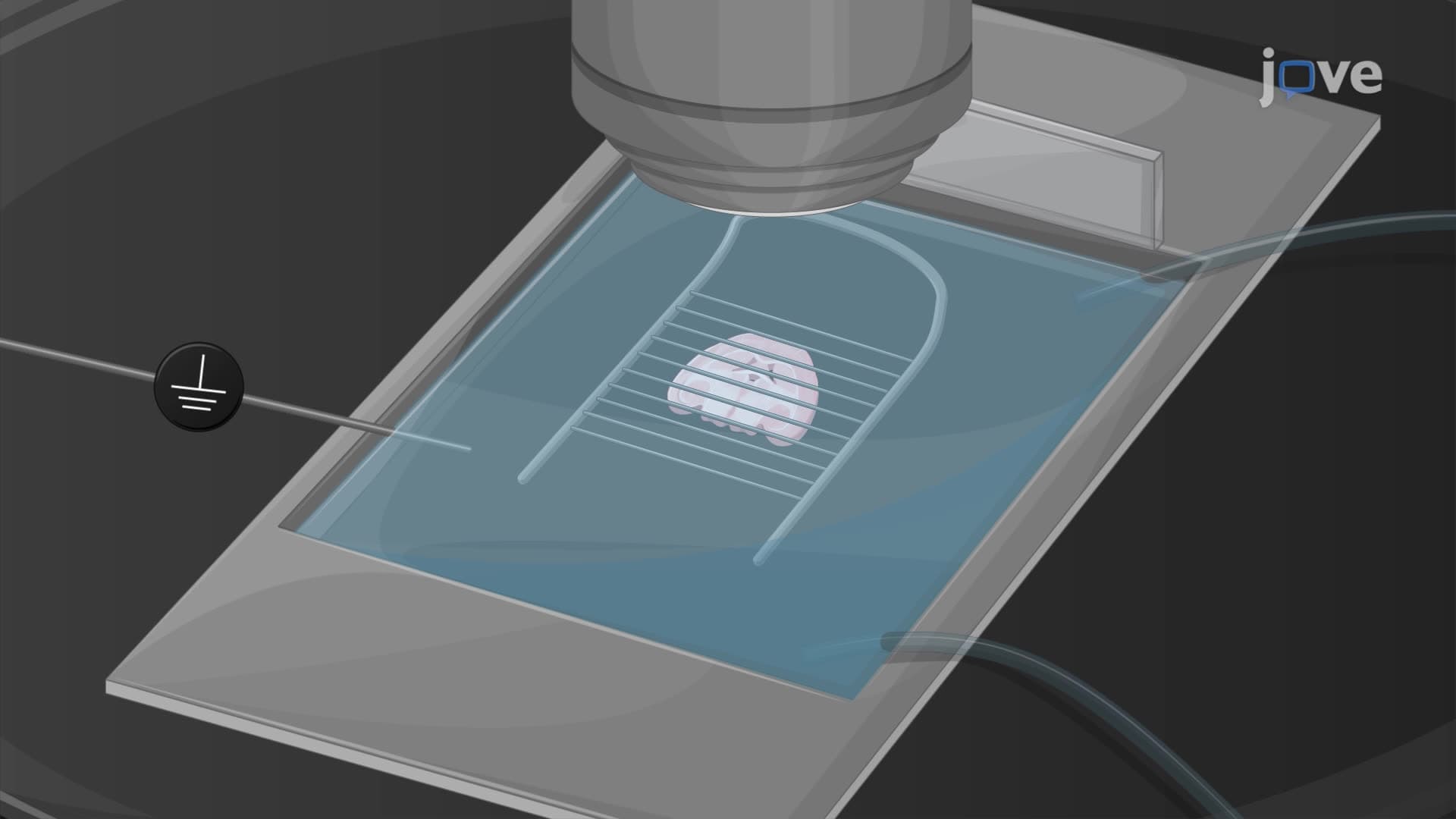 Characterizing Extracellular Space in a Brain Slice Using Ion-Selective and Iontophoresis Microelectrodes