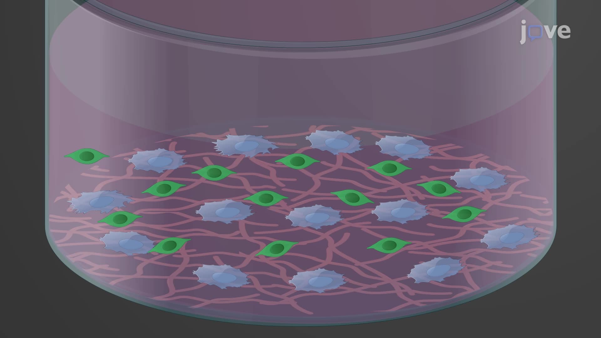 Measuring Retinoic Acid Levels in Neurospheres Using a Retinoic Acid Reporter Cell Line