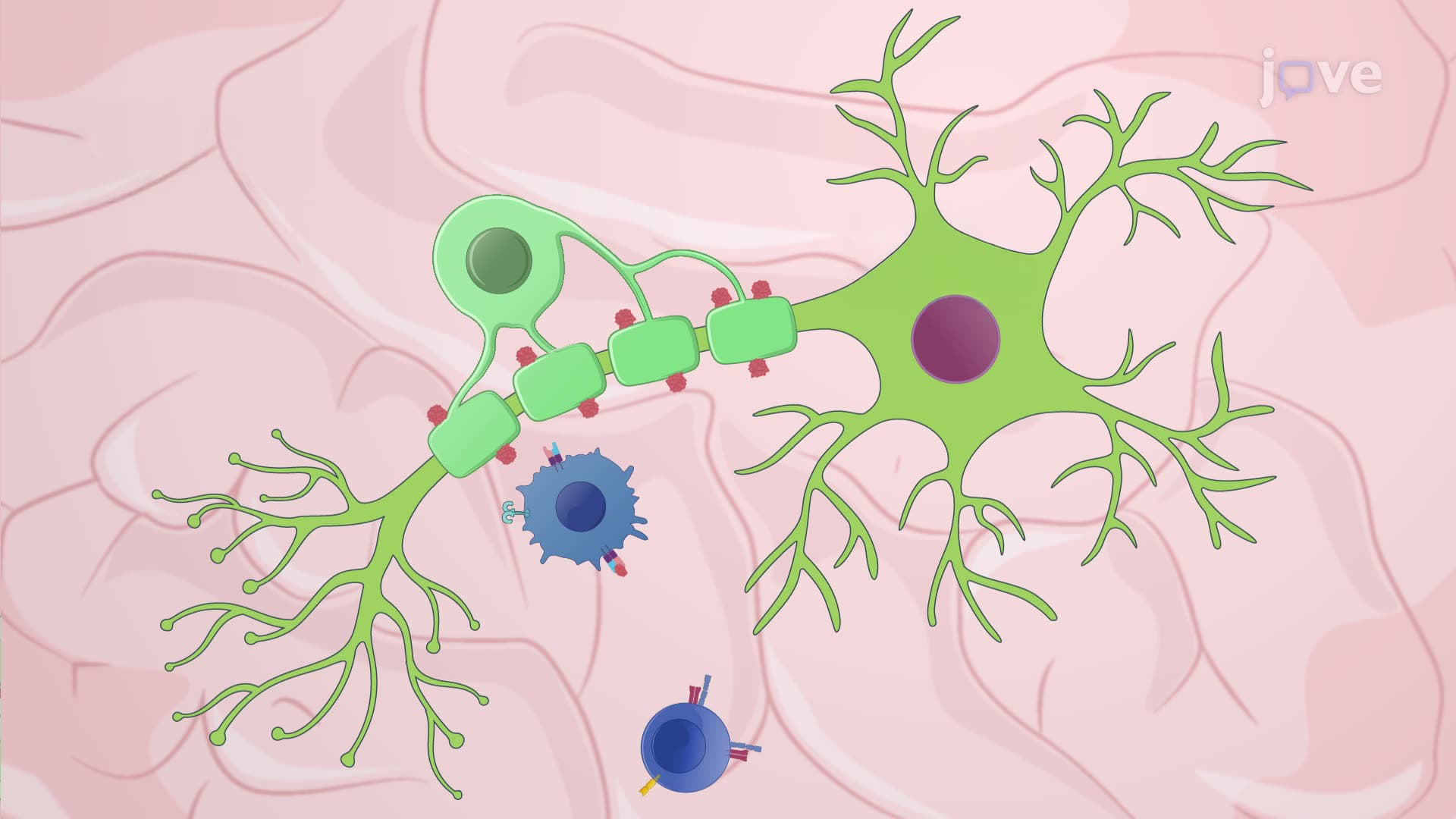 Induction of Experimental Autoimmune Encephalomyelitis in a Mouse Model