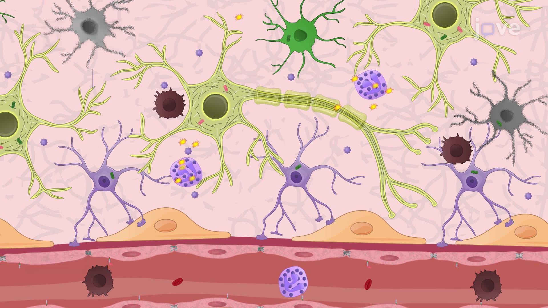 Induction of Neuroinflammation in Mice via Injection of Alpha-Synuclein Fibrils