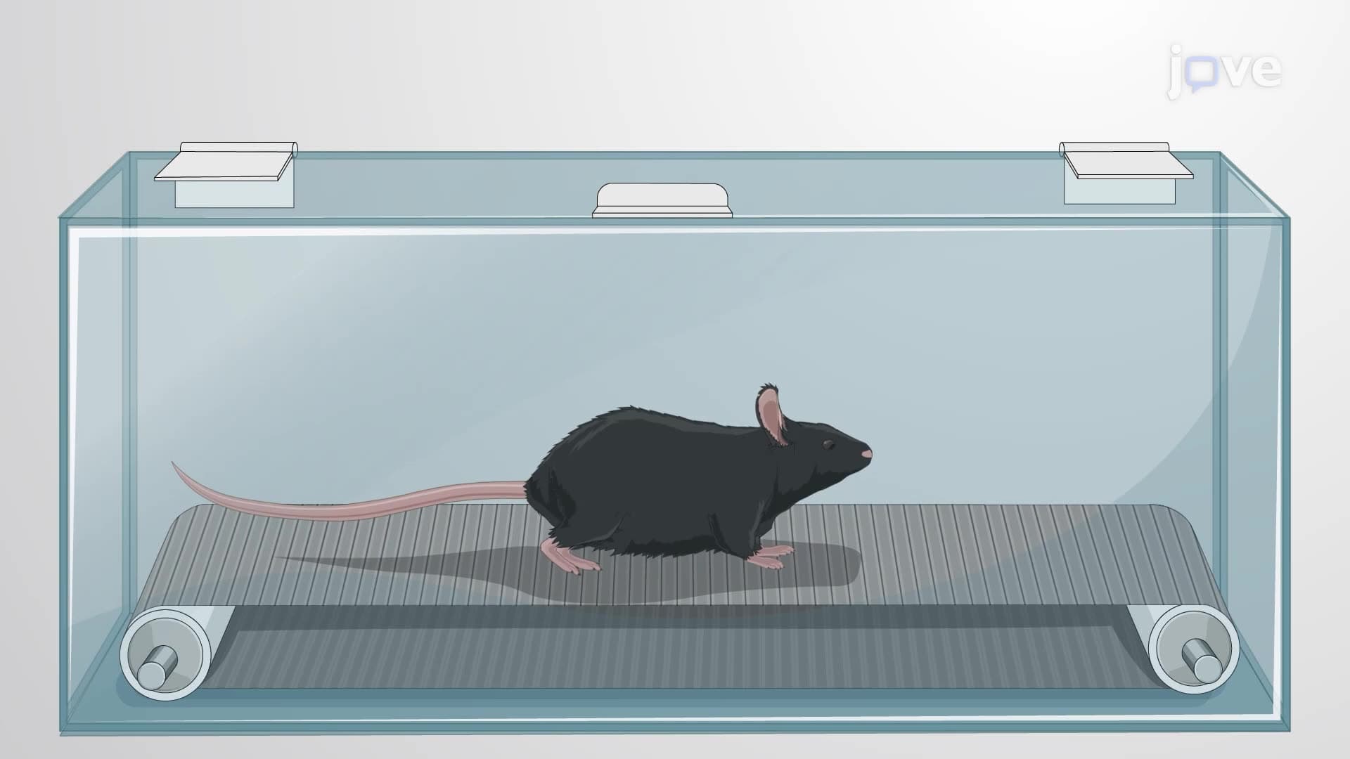 Assessing Motor Function in an Experimental Autoimmune Neuritis Mouse Model
