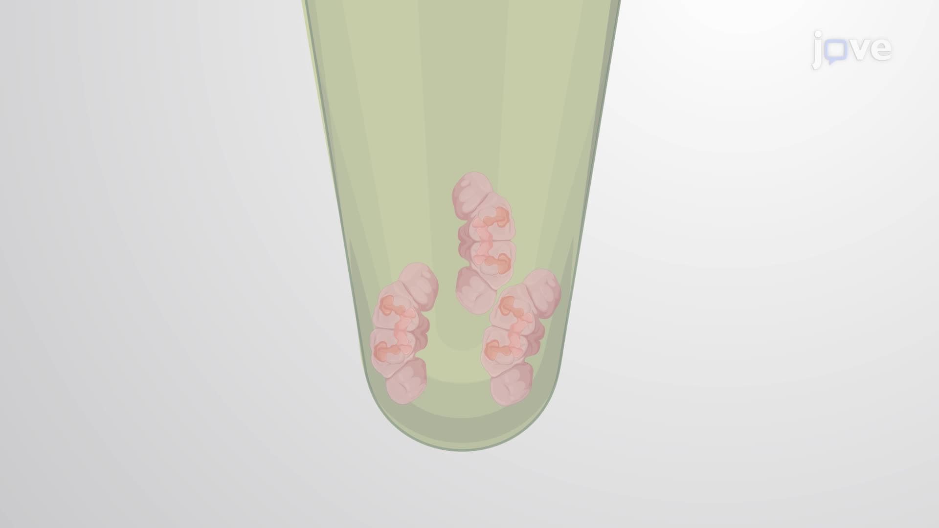 Imaging and Quantification of Protein Aggregates in Genetically Modified Drosophila Brains