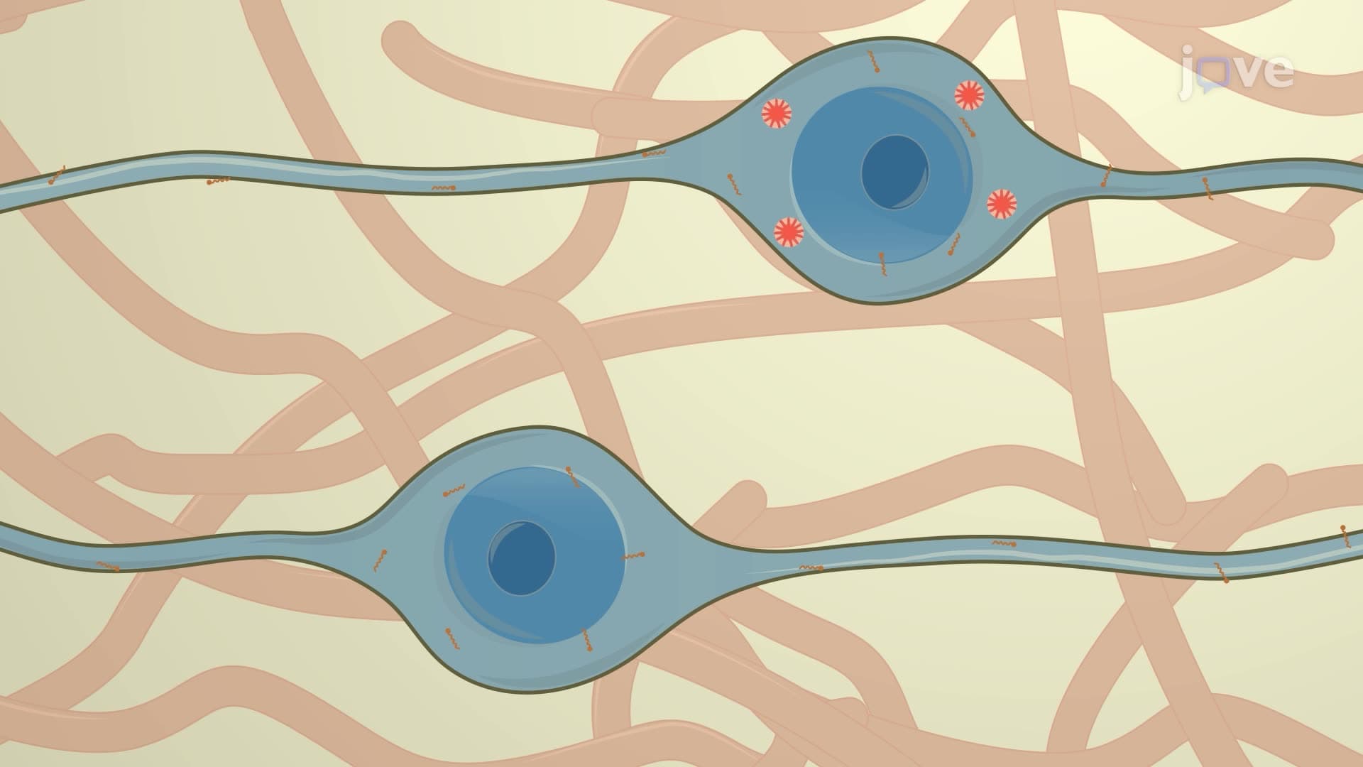 Studying Alpha-Synuclein Accumulation in Primary Embryonic Mouse Dopamine Neurons