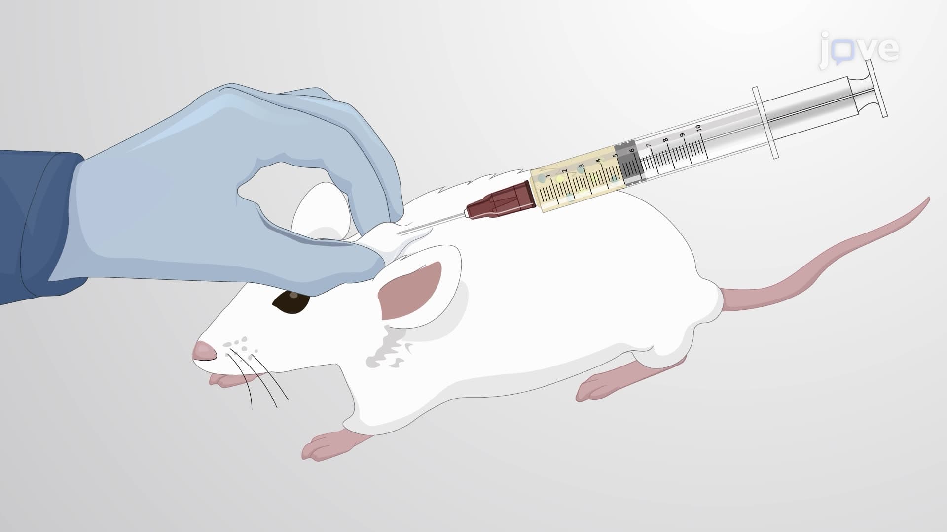 Induction of Levodopa-Induced Dyskinesias in a Rat Model of Parkinson's Disease