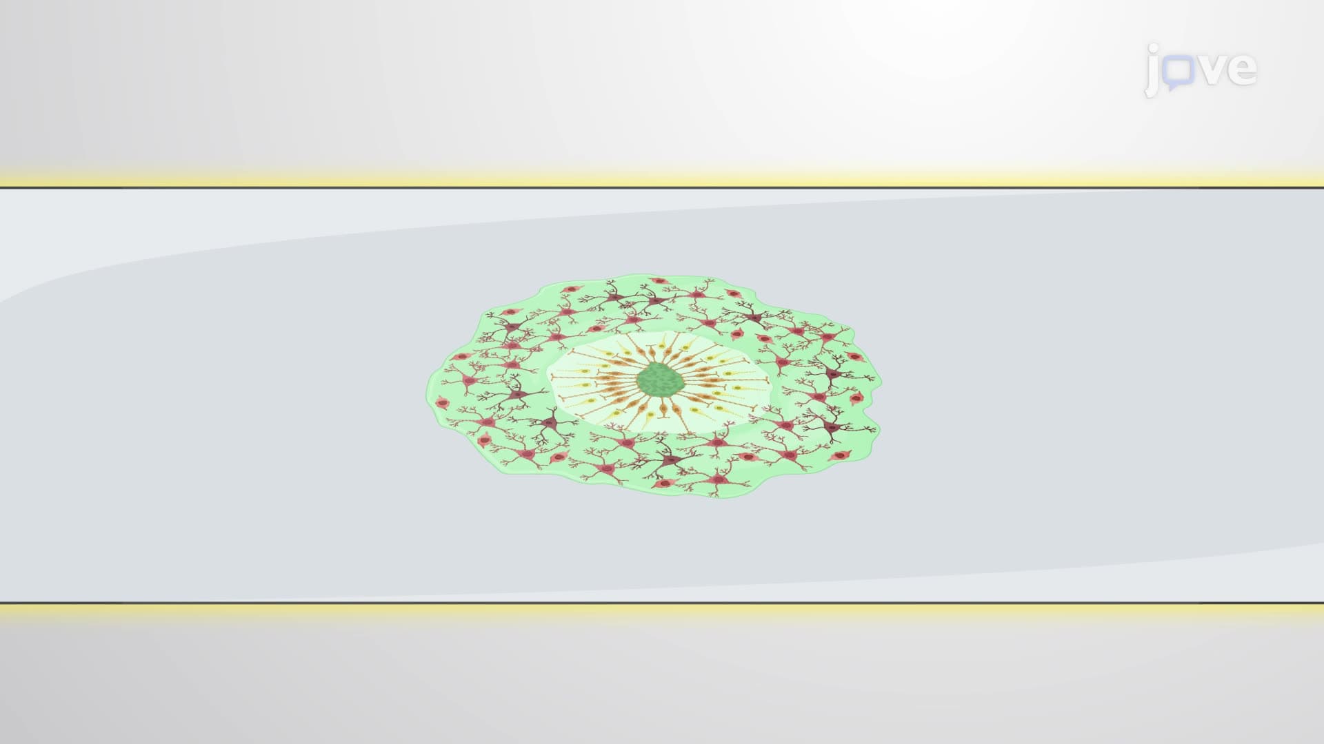 Detection of Neuronal Aging in a Cortical Organoid Section