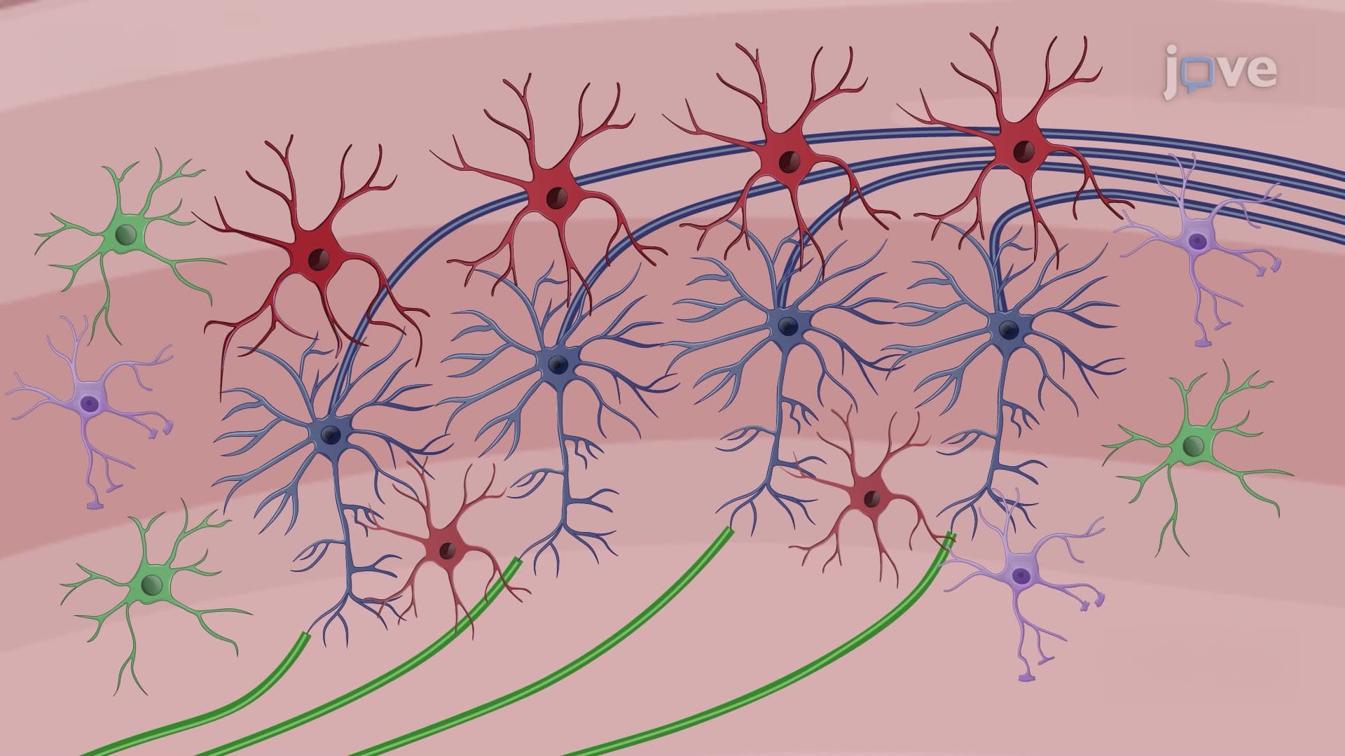 Handling-Induced Seizures in a Mouse Model