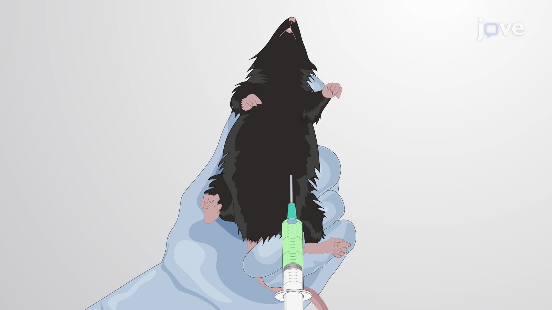 Establishing a Pentylenetetrazole-Induced Epileptic Seizure Model in Mice