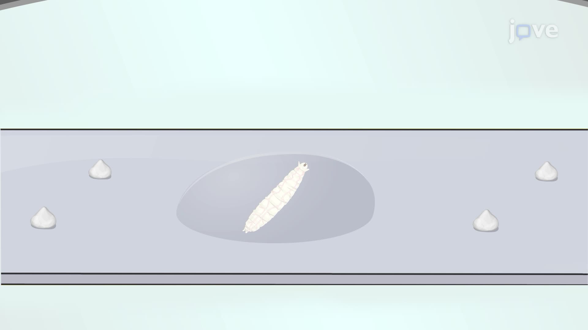 Inducing Targeted Neuronal Injury Using a High-Power Laser in a Drosophila Larva