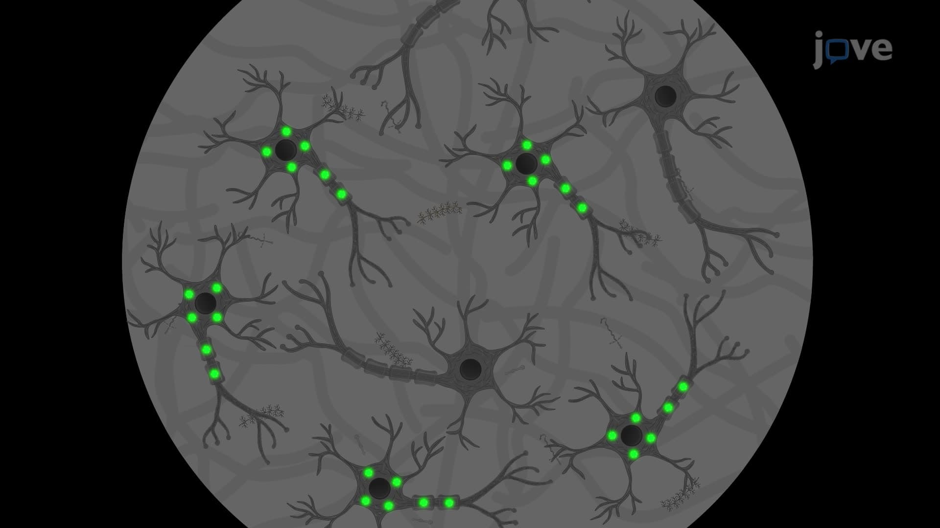 Lentiviral-Mediated Transduction of Human Neurons for Tau Protein Aggregation Analysis
