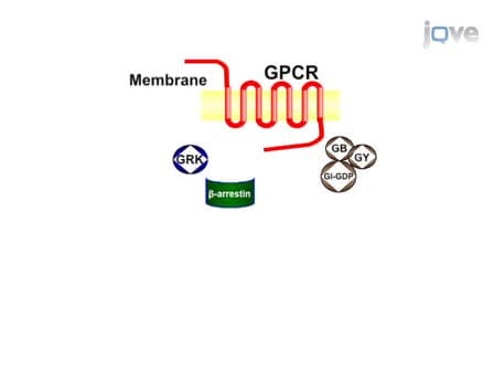 Real-time Imaging of Leukotriene B<sub>4</sub> Mediated Cell Migration and BLT1 Interactions with β-arrestin