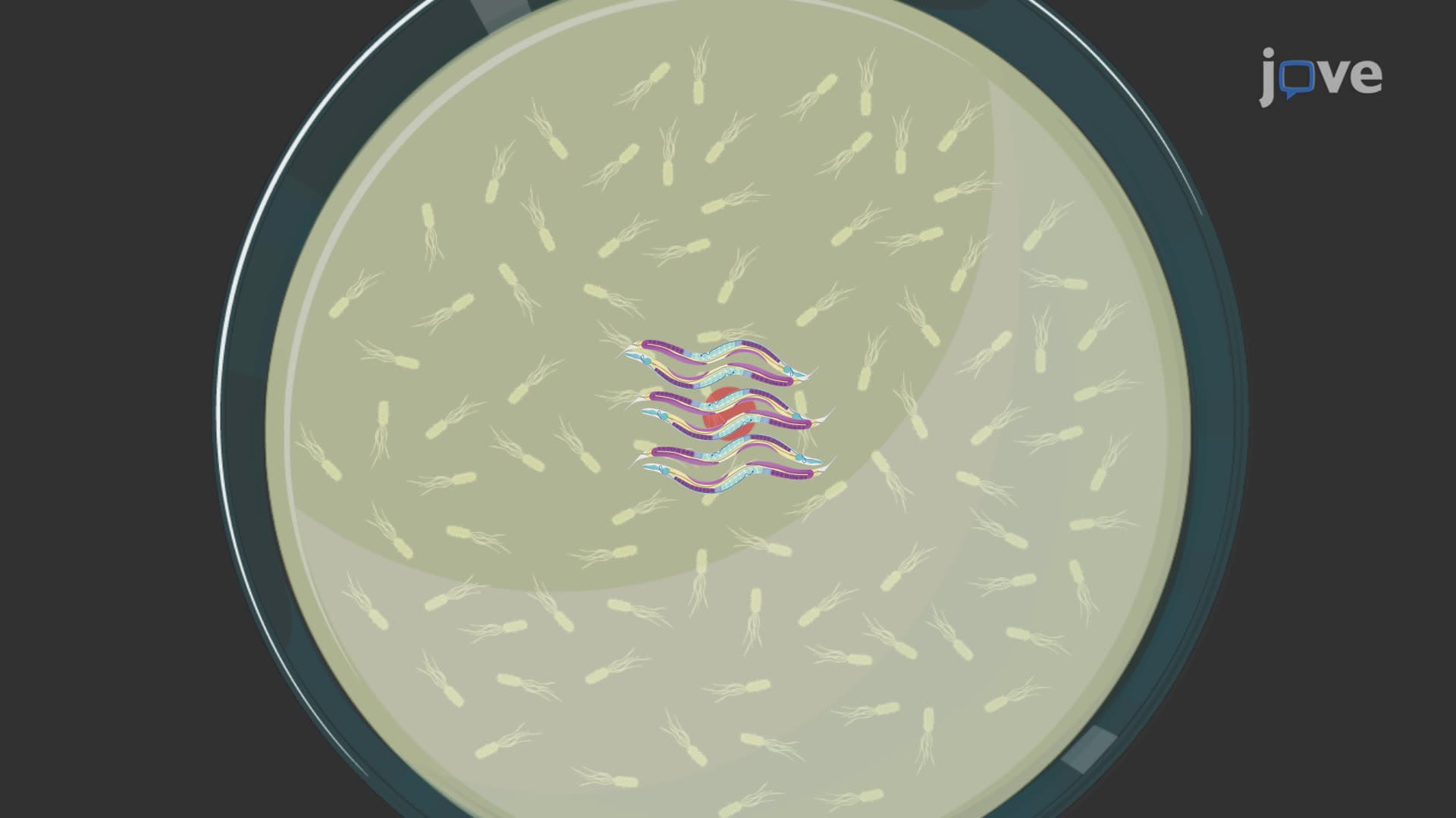 Evaluating Motor Impairment in C. elegans Models Using the Radial Locomotion Assay
