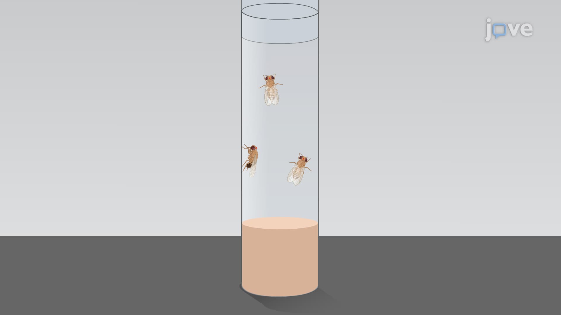 Inducing Penetrating Traumatic Brain Injury in Adult Drosophila Flies