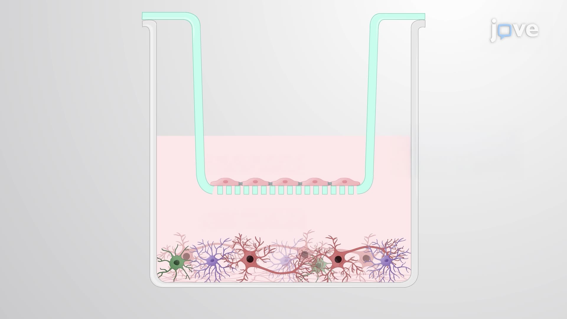 An In Vitro Model for Studying Pathogen Crossing of the Blood-Brain Barrier and Brain Cell Infection