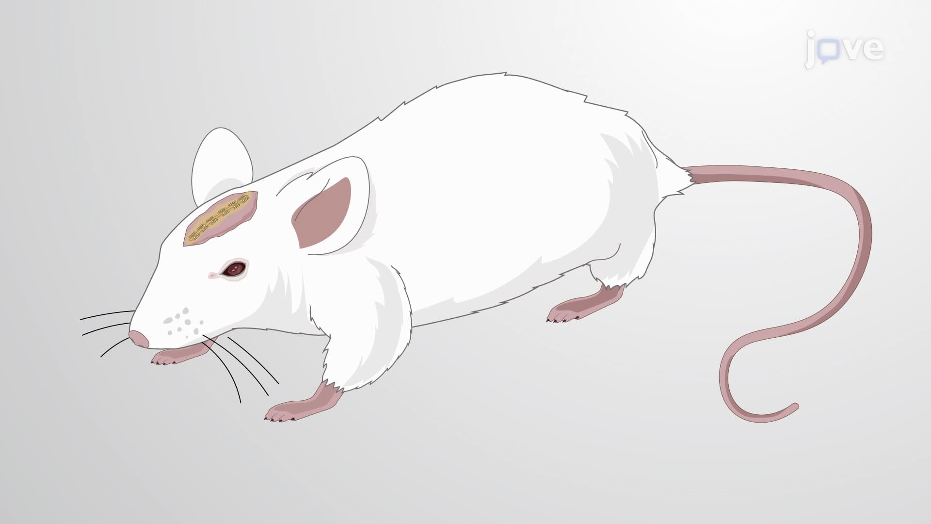 A Stereotactically Guided Ablation Technique for Auditory Cortex Removal in Rats