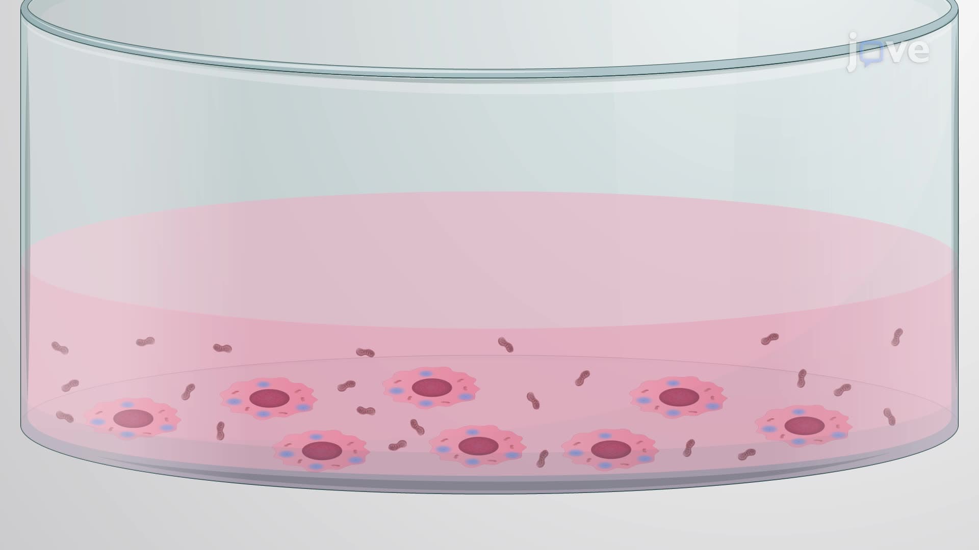 Centrifugation-Assisted Mitochondrial Transfer to Glioblastoma Stem Cells