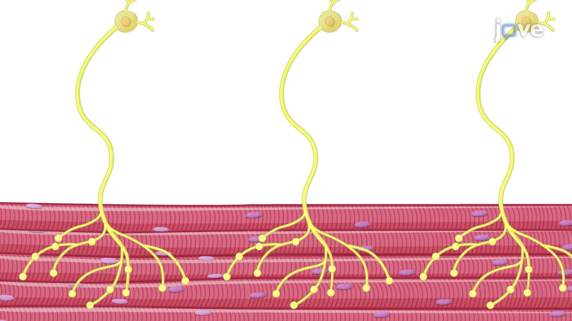 Detection of Protein-Protein Interactions in Drosophila Larvae Using a Proximity Ligation Assay