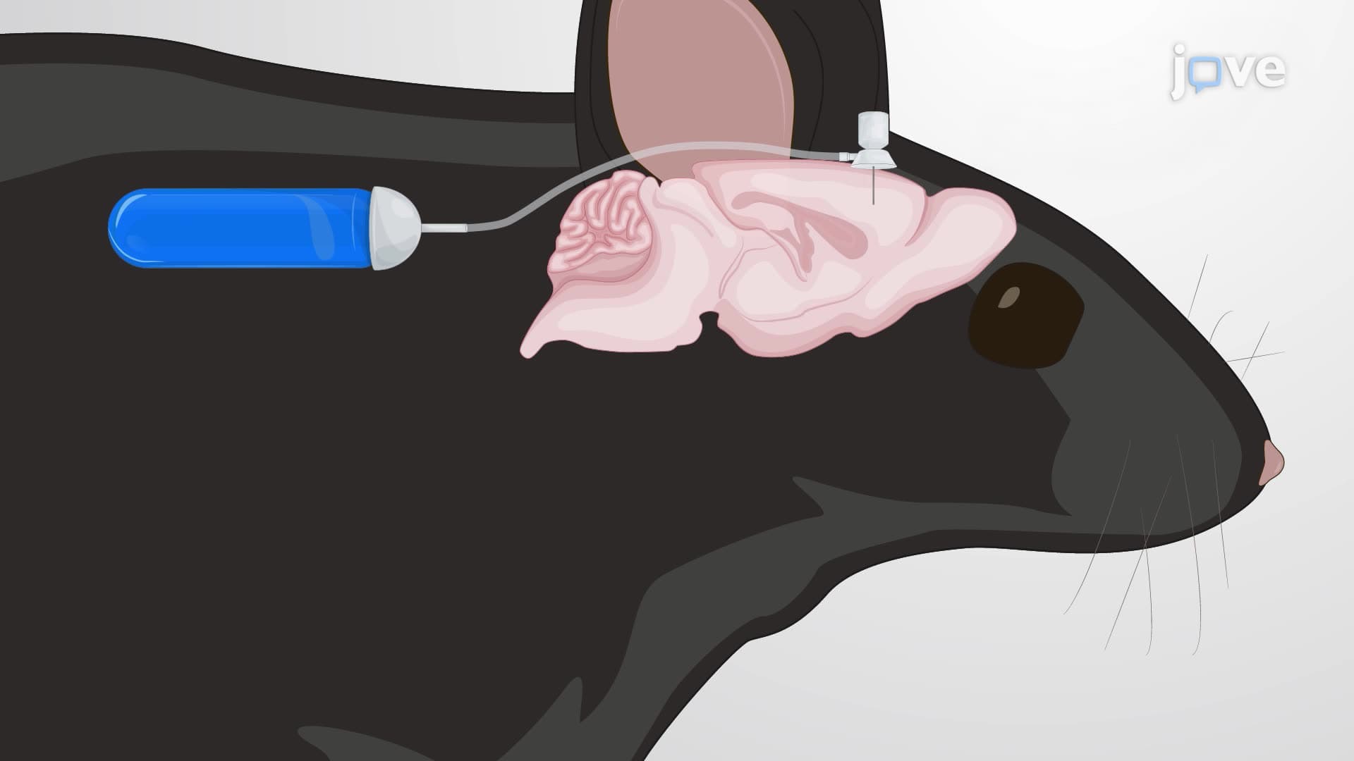 Evaluating the Effect of Continuous Drug Infusion into the Mouse Brain on Peripheral Glucose Levels