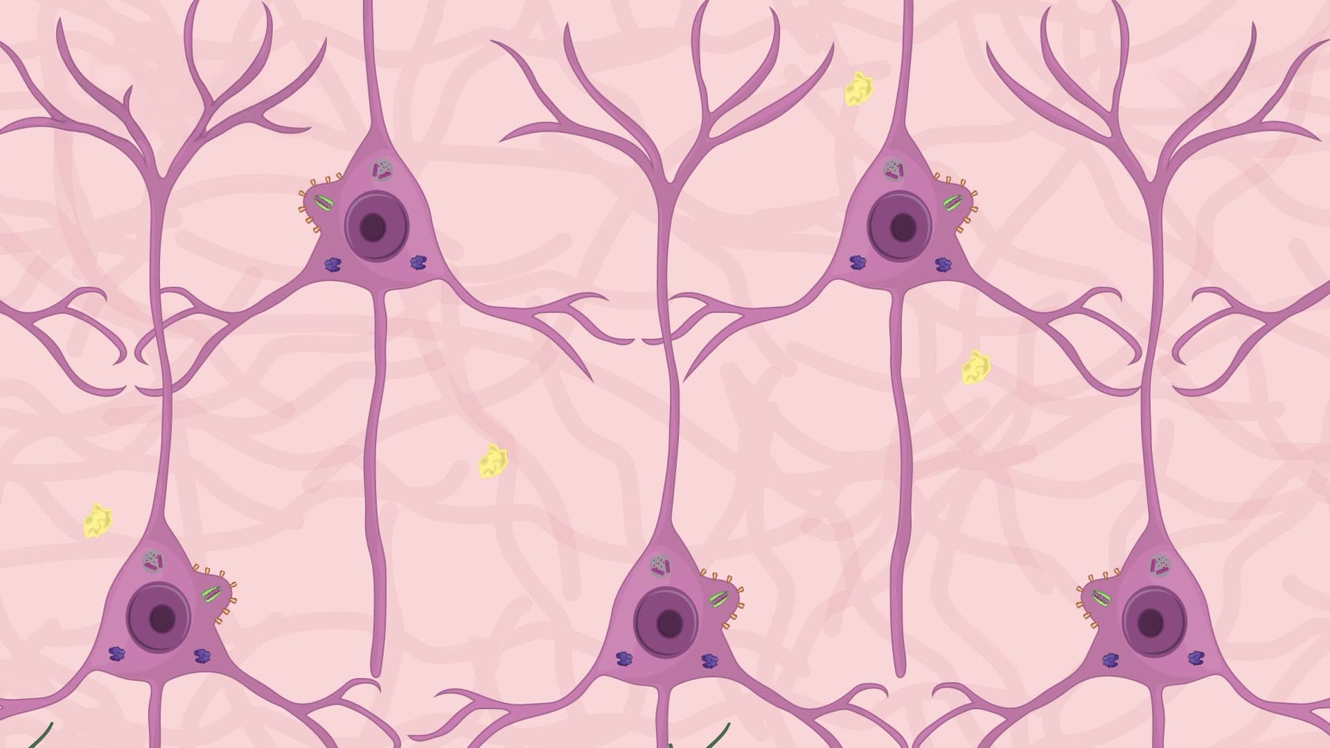 Detection of Viral Proteins in Rabies Virus-Infected Mouse Brain Tissue
