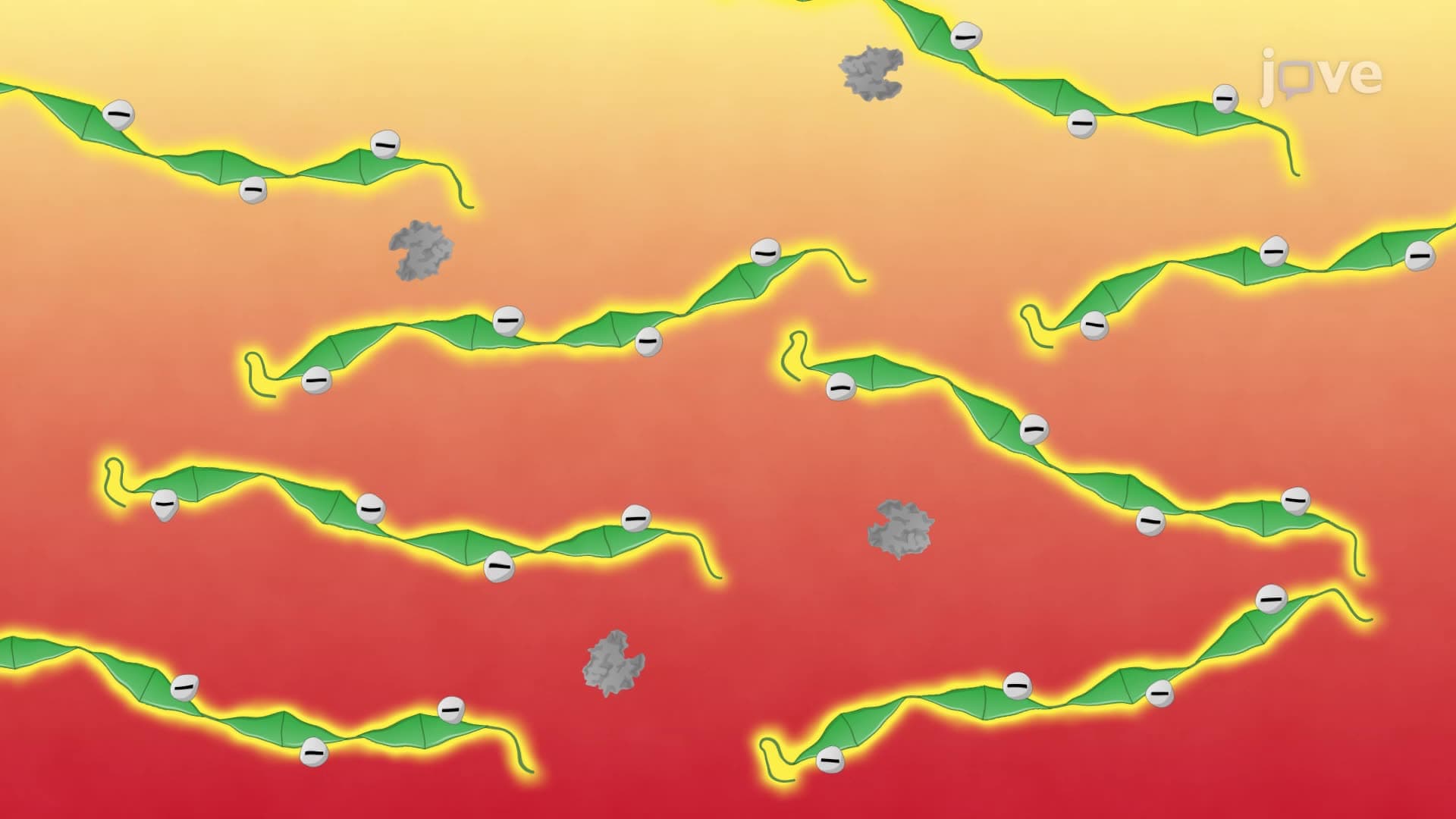 Detection of Misfolded Prion Protein Aggregates in Mouse Brain Tissue Using Western Blotting