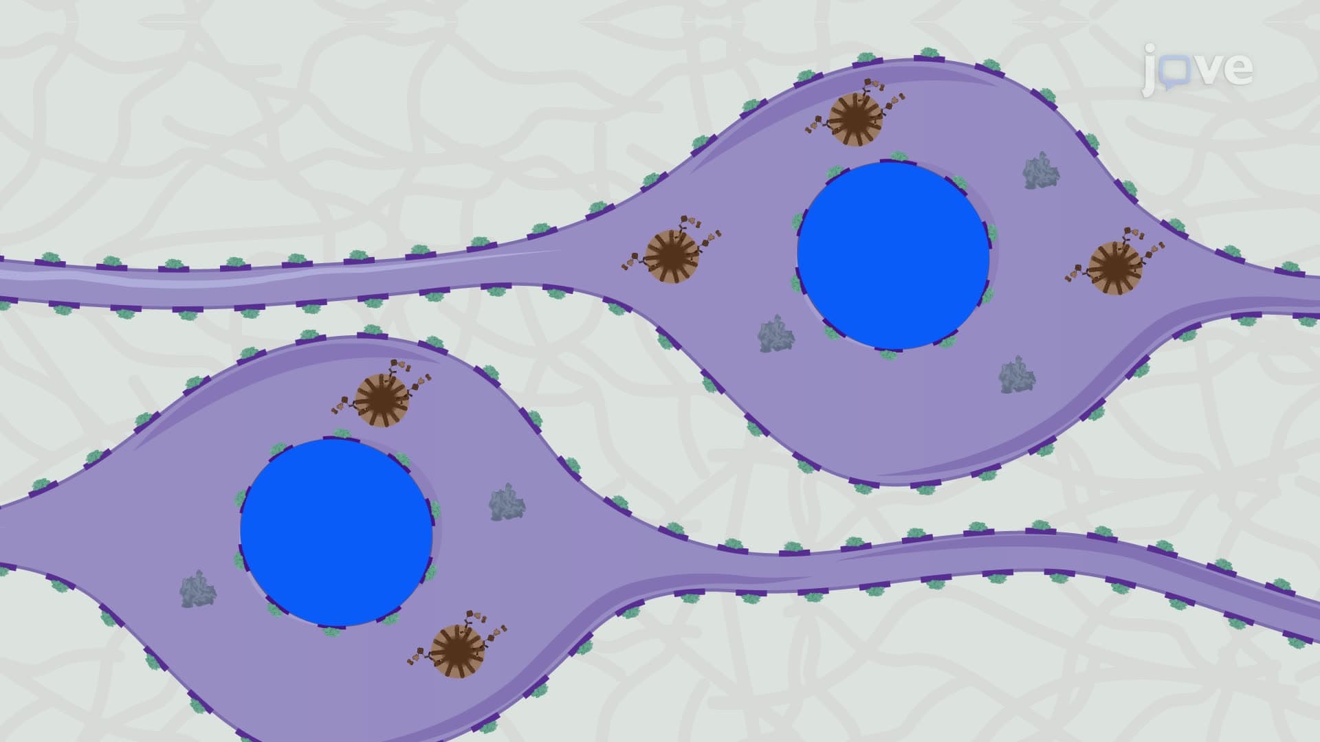 Immunohistochemical Detection of Lewy Bodies in a Diseased Human Brain Tissue Section