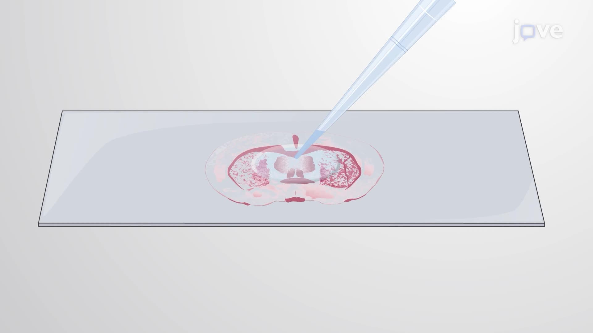 A Gold Staining Technique to Visualize Myelin Reduction in Stressed Mice