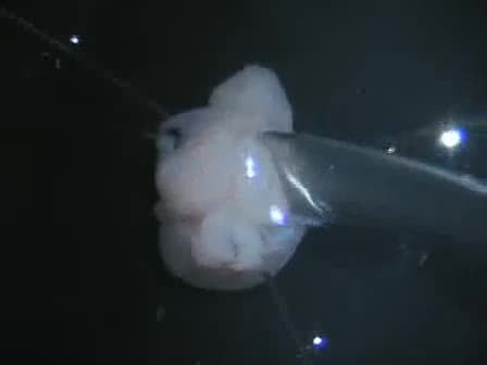Organotypic Slice Culture of E18 Rat Brains