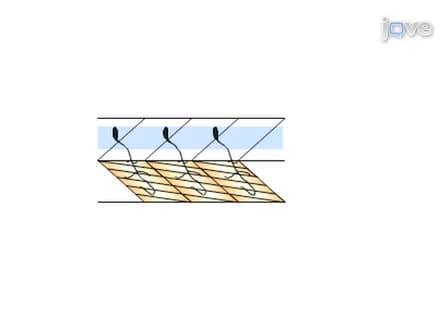 Paired Patch Clamp Recordings from Motor-neuron and Target Skeletal Muscle in Zebrafish