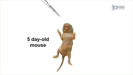 Using Bioluminescent Imaging to Investigate Synergism Between <em>Streptococcus pneumoniae</em> and Influenza A Virus in Infant Mice