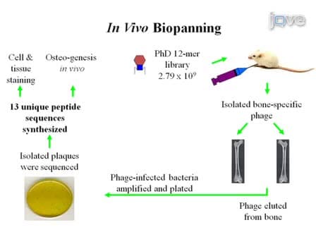 Peptides from Phage Display Library Modulate Gene Expression in Mesenchymal Cells and Potentiate Osteogenesis in Unicortical Bone Defects